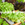 Salad and Lettuce
