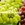 Soft and Dried Fruits