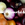 Onions and Bulbs