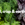 Herbs