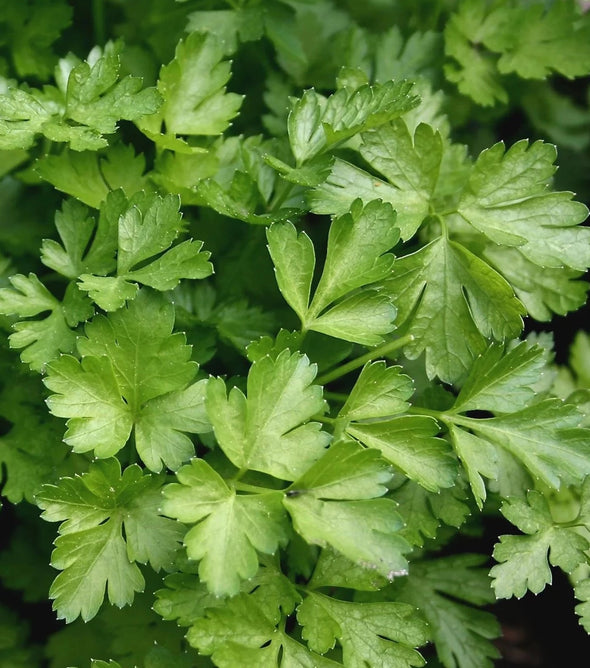 Continental Parsley Bunch