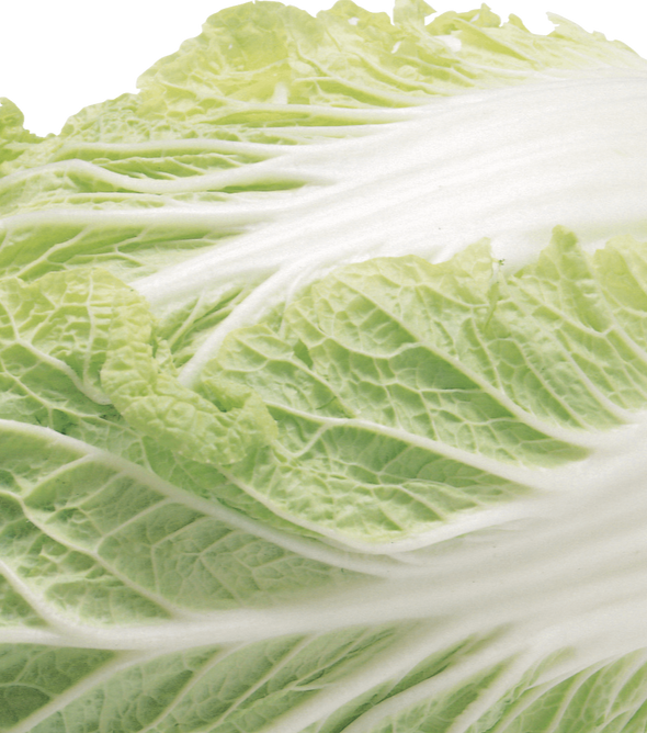 Lettuce Iceberg