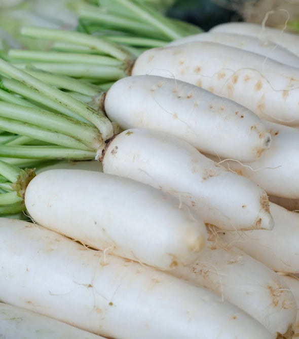 Radish White