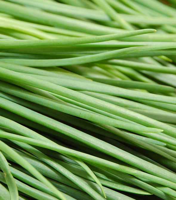 Chives Bunch