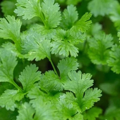 Coriander Bunch