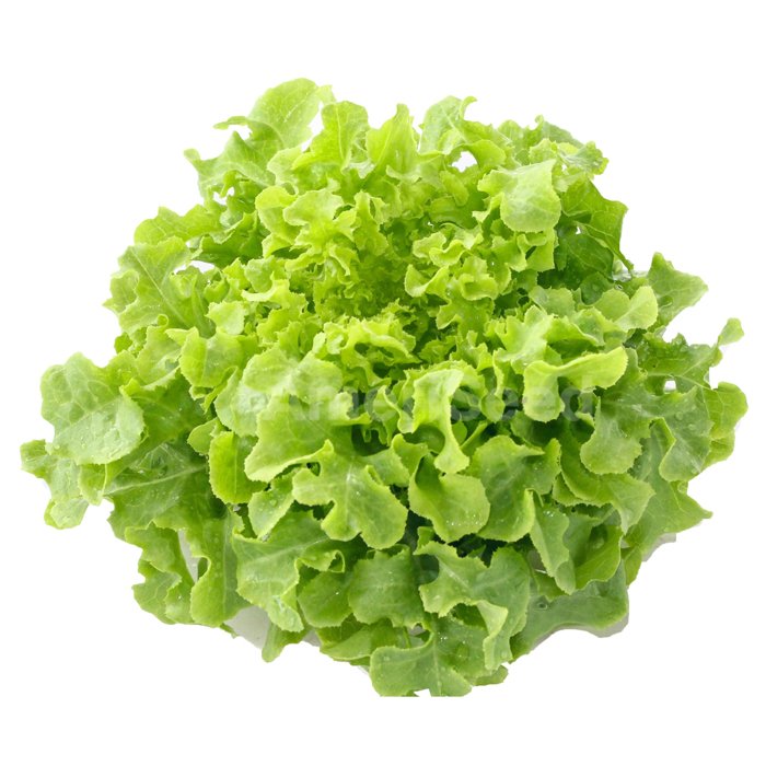 Lettuce Oakleaf