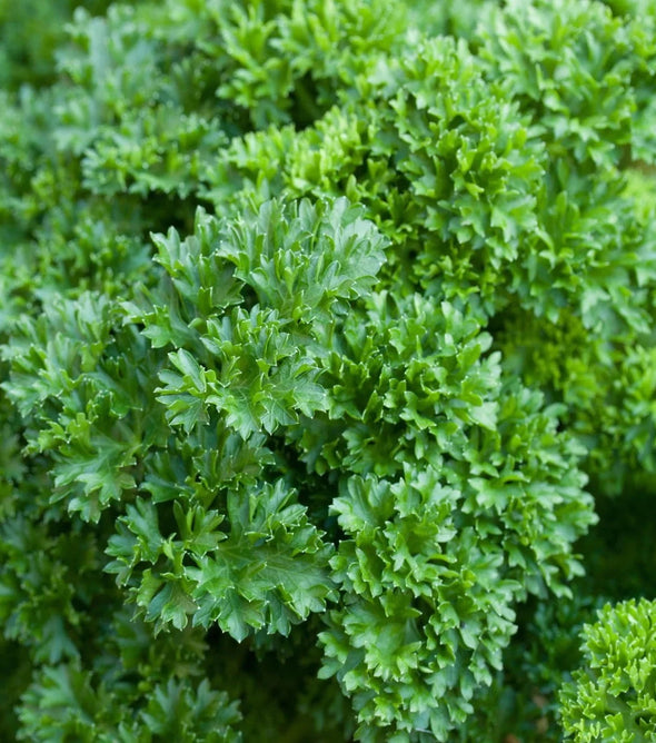 Curly Parsley