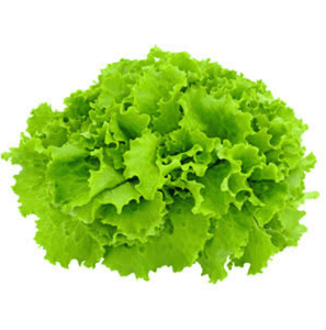 Lettuce Oakleaf