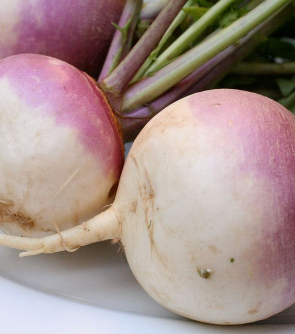 Turnip