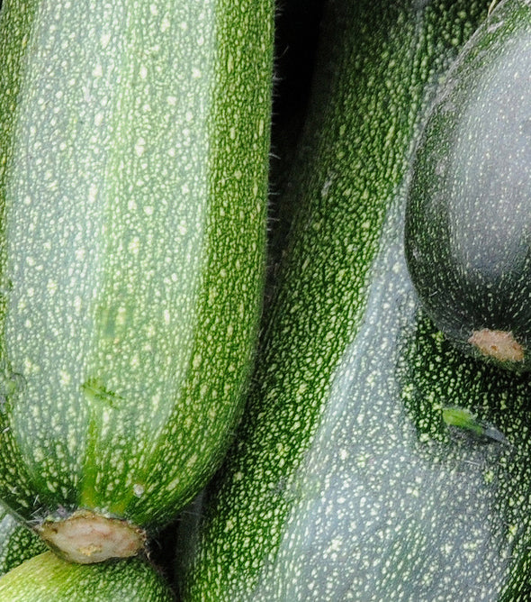 Zucchini