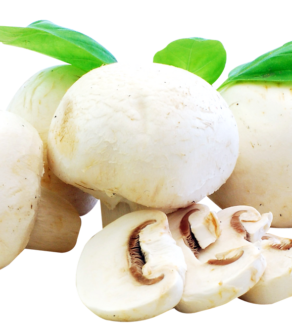Mushroom