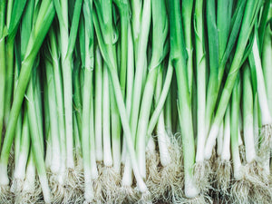 Spring Onion