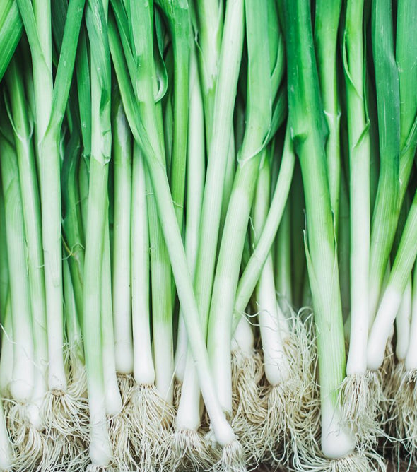 Spring Onion