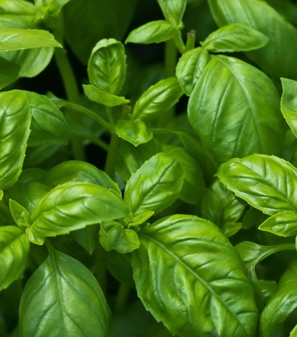 Basil Bunch
