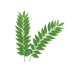 Curry Leaves