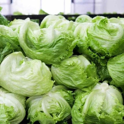 Lettuce Iceberg