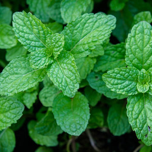 Mint Bunch
