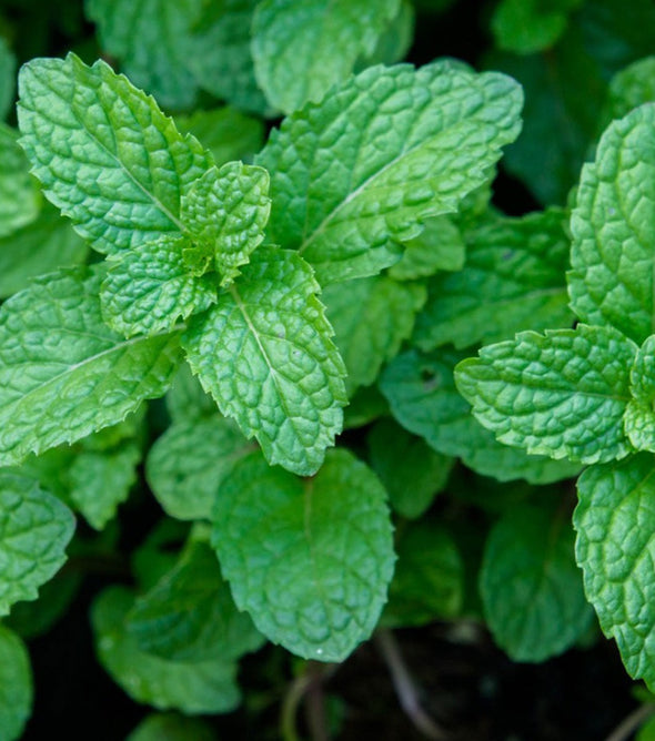 Mint Bunch
