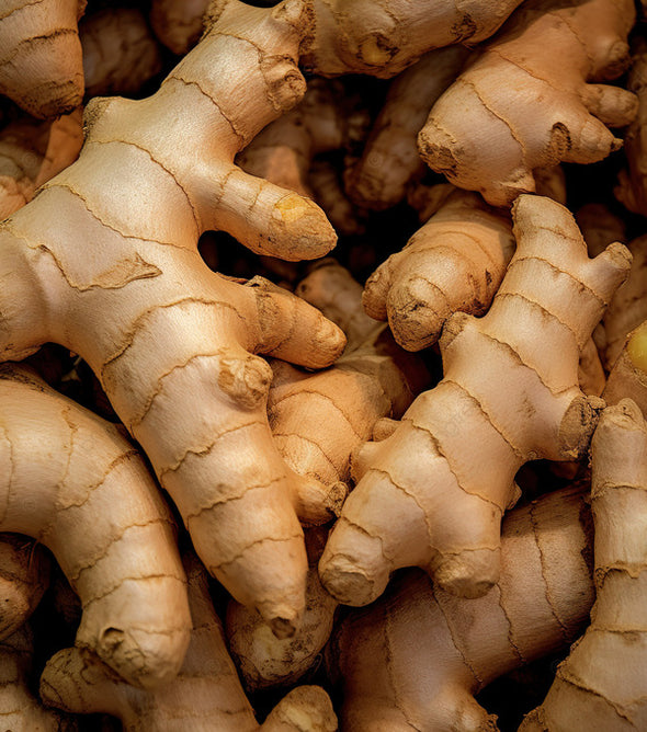 Ginger