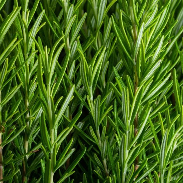 Rosemary