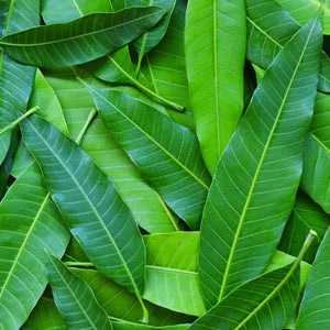 Mango Leaves