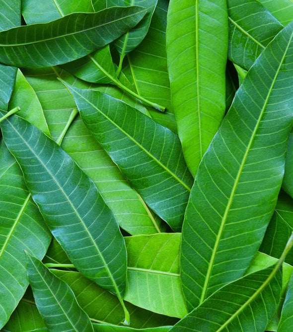 Mango Leaves