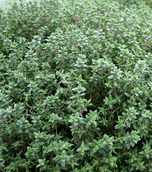 Thyme
