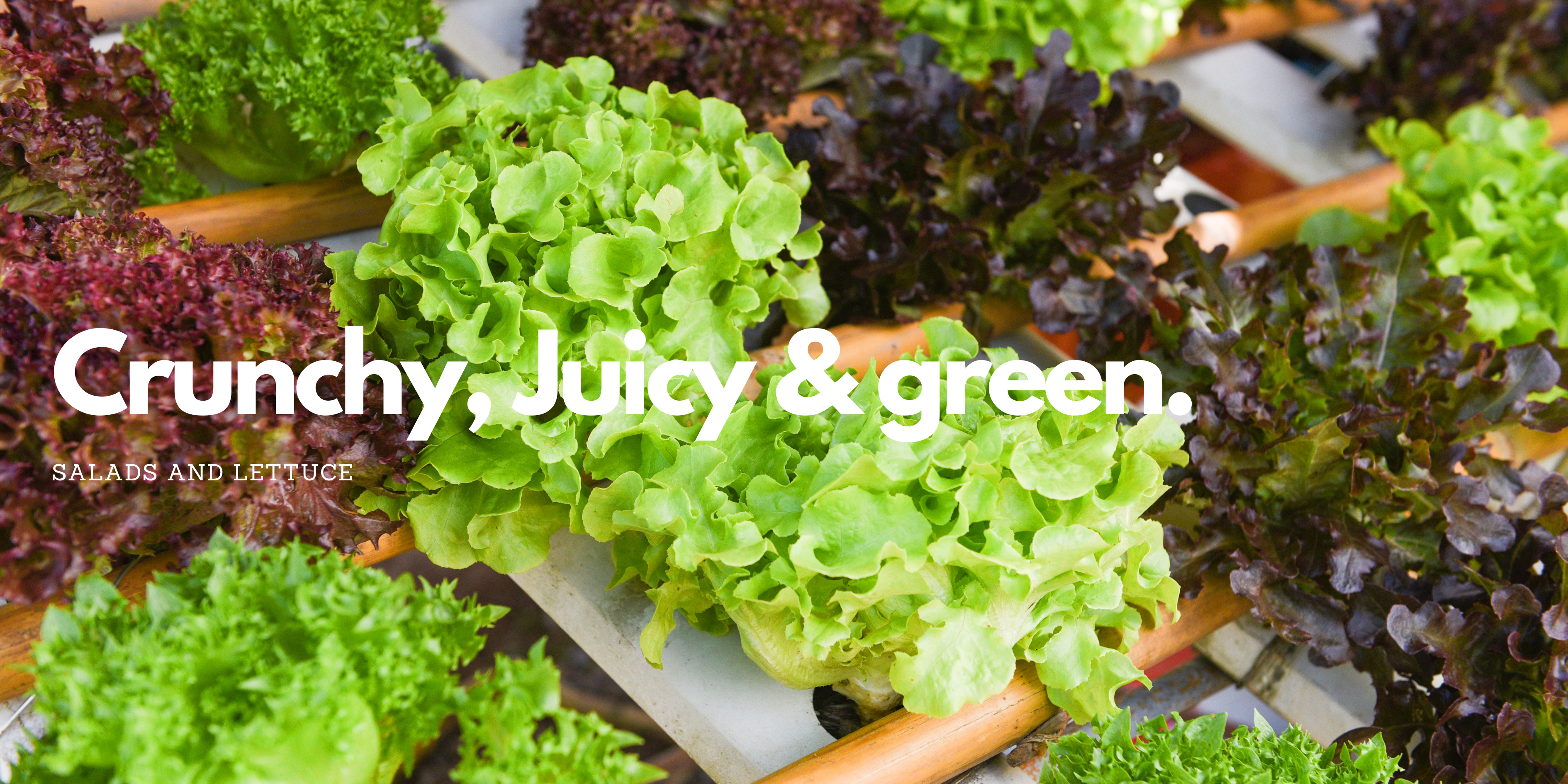Salad and Lettuce
