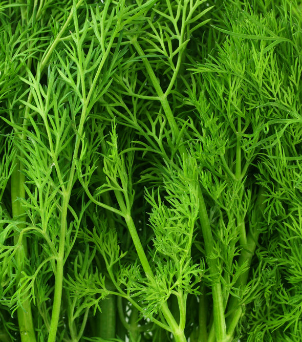 Dill Bunch