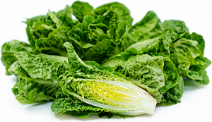 Lettuce Baby Cos Twin Pack