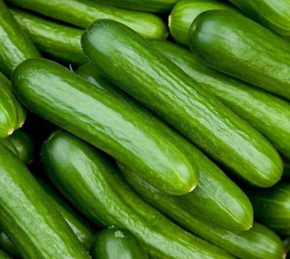 Cucumber Lebanese