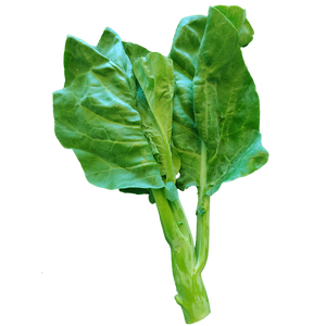 Chinese Broccoli