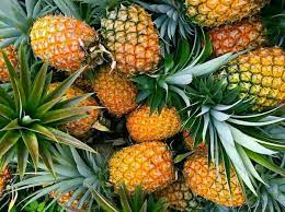 Pineapple XL