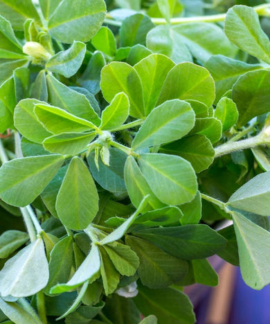 Fenugreek Bunch
