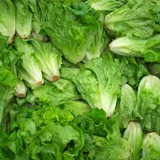 Lettuce Baby Cos Twin Pack